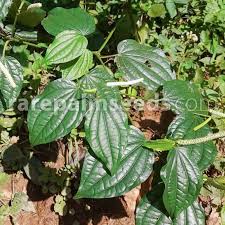 Image result for Piper capense