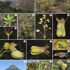 Image result for Rhaphiostylis