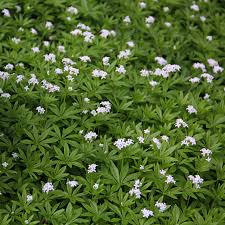 Image result for Galium