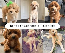 Learn how to describe various cuts, such as the adorable teddy bear cut, . Black Goldendoodles Top Facts To Know About This Amazing Breed By All Doodle Medium