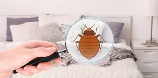 With aleksandre koberidze, lilith stangenberg, alexander herbst, juan felipe amaya gonzález. Bettwanzen Erkennen Verstecke Finden Herold