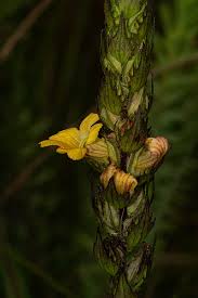 Image result for Alectra sessiliflora