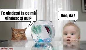 .căţelul care are o inimioară pe fund sau pe burtă, văcuţa cu semnul întrebării în frunte sau cu o inimioară, sau pisicile care par să aibă sprâncene sau mustăţi de detectiv, sunt doar câteva din imaginile care te vor. Imagini Amuzante Iodeeacool
