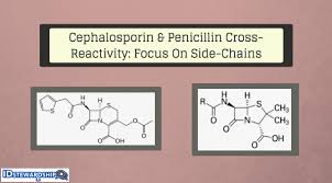 cross reactivity between cephalosporins and penicillins a