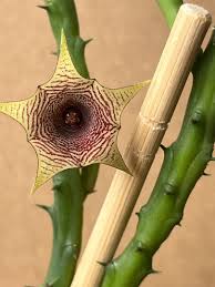 Image result for Huernia leachii