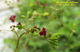 Image result for Boerhavia