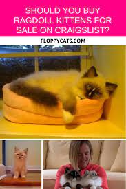 Should You Buy Ragdoll Kittens For Sale On Craigslist Floppycats Ragdoll Kitten Kittens Ragdoll Cats For Sale
