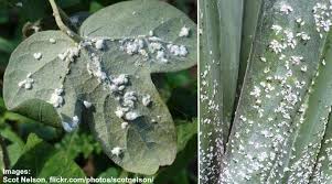 See full list on thespruce.com Mealybugs On Plants Effective Ways To Kill These White Bugs