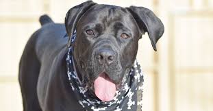 Cane corso information including personality, history, grooming, pictures, videos, and the akc breed standard. Korpermerkmale Des Cane Corso Grosse Farbe Und Mehr