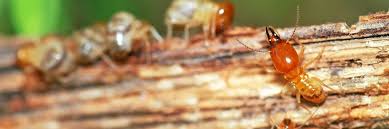 One popular method on how to get rid of termites involves treating the soil around your house with a termite insecticide, such as imidacloprid or fipronil. Termite Control Services Termite Removal Rentokil