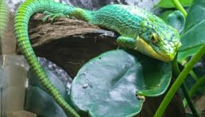 The corn snake (pantherophis guttatus) is a constrictor. Should I Buy A Reptile From Petsmart Or From A Breeder