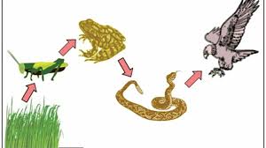 Rantai makanan pengertian jenis jaring contoh gambar. Gambar Rantai Makanan Animasi Rantai Makanan Lessons Blendspace Rantai Makanan Melansir Dari Khan Academy Adalah Sebuah Rangkaian Organisme Yang Memakan Satu Sama Lain