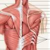 Here you may find all relevant muscle groups for the anatomy of the torso. 1
