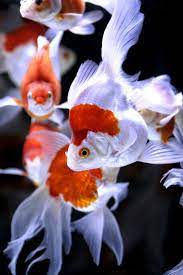 Five Small Pets For Sale That Will Steal Your Heart Fish Beautiful Fish Pet Fish