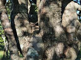 Image result for Pappea capensis