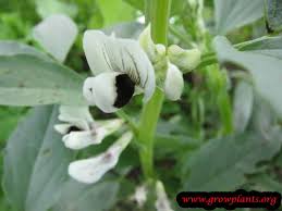3.4 out of 5 stars. Fava Bean Plant How To Grow Care