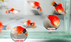 Cara Budidaya Ikan Platy Panduan Untuk Pemula Suka Ikan