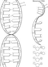 Introducing speaker now that means you should not be ashamed of your color. Dna Coloring