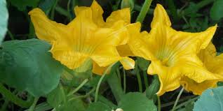 Istituto luce, italnoleggio cinematografico, videogram. Di Zucca O Di Zucchina E Tempo Dei Fiori Civilta Del Berecivilta Del Bere