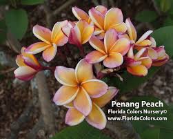 Plant nursery is a place where plants are propagated and grown to usable size. Plumeria Penang Peach