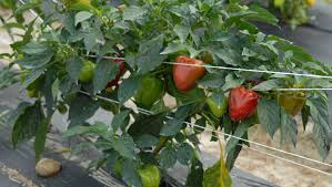 Aug 25, 2020 · gypsy plants are prolific and dependable growers that are likely to become a garden staple. It S Time For Planting Spring Vegetables