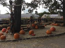 Pumpkin Patch Future Uncertain Cross Timbers Gazette Southern Denton County Flower Mound News