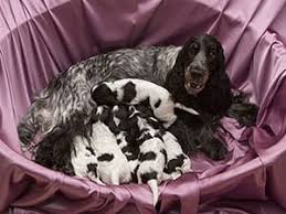 How many puppies in a litter? Quick Tips For Delivering Puppies Puppy Delivery Guide Cesar S Way