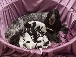 How long between pups intervals. Quick Tips For Delivering Puppies Puppy Delivery Guide Cesar S Way