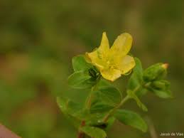 Image result for Hypericum peplidifolium