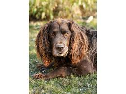 Image result for německý křepelák postava