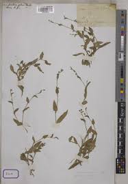 Image result for Aneilema zebrinum