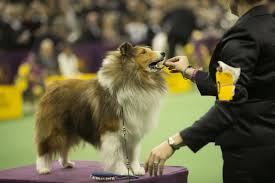 There are some really good reasons to raise hair sheep. 18 Long Haired Dogs Afghan Hound Bearded Collie And More