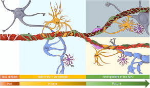 24/7 access to doctors and trusted health info doctors that fit in your pocket without emptying your wallet. Frontiers The Evolving Concept Of The Blood Brain Barrier Bbb From A Single Static Barrier To A Heterogeneous And Dynamic Relay Center Cellular Neuroscience