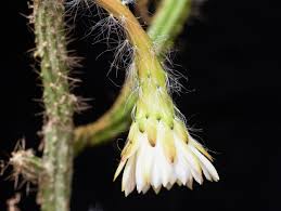 Image result for Styppeiochloa