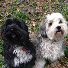 Join millions of people using oodle to find puppies for adoption, dog and puppy listings, and other pets adoption. Tibetan Spaniel Lovers Home Facebook