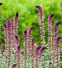 Image result for Lysimachia angustiloba