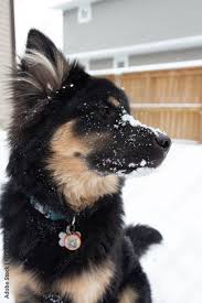 Perro De Perfil Mezcla De Pastor Aleman Con Husky Jugando Con Nieve En La Nariz Stock Photo Adobe Stock