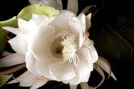 After 40+ years of nursing, my dad's cactus finally bloomed in wisconsin. One Night A Year This Cactus Flower May Surprise You The New York Times