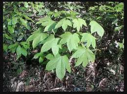 ヤツデに似た葉を持つ植物の名前 ヤツデに似た葉の植物を見ました な その他 趣味 アウトドア 車 教えて Goo