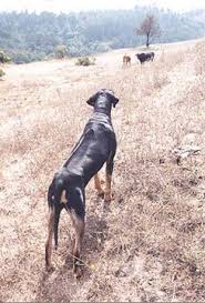 We are now located just east of springfield, mo on a beautiful 115 acre farm, at the end of a dead end road. Black And Tan Rhodesian Ridgeback Rhodesian Ridgeback Black And Tan More Pictures