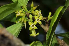 Image result for Strychnos madagascariensis