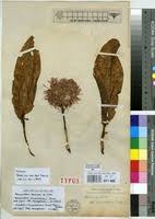 Image result for Scadoxus cinnabarinus