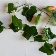 Image result for Coccinia