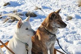 Some of the very first documentation of humans and cats together date back to ancient egypt when cats were also their guardians. Jindo Dog Breed Information American Kennel Club