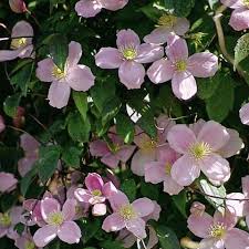 Maybe you would like to learn more about one of these? Clematis Montana Pink Perfektion Friedrich M Westphal Clematiskulturen