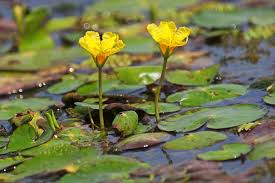 Image result for Nymphoides senegalensis
