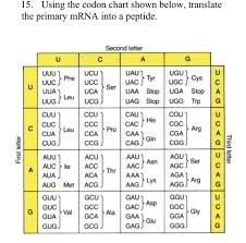 15 Using The Codon Chart Shown Below Translate T