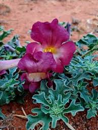 Image result for Pedaliaceae