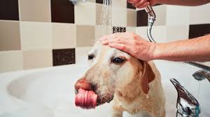 Bäder und andere feuchträume sind regelmäßig feuchtigkeit und wasser ausgesetzt. Im Bad Gegen Nasse Abdichten Schonox