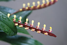 Image result for Bulbophyllum comatum